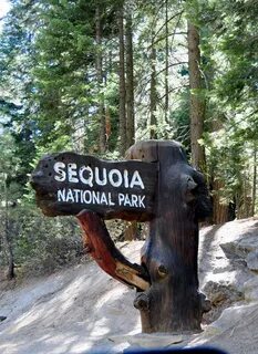 Hard times at sequoia state park