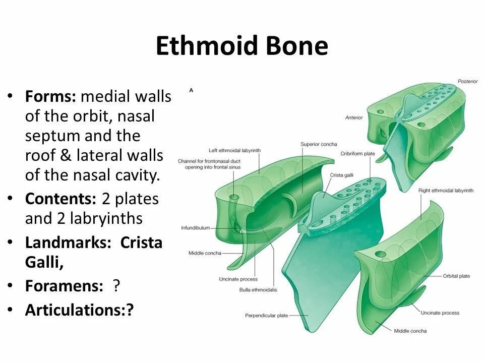 Medial Wall of the Orbit. Walls and connection of the Nasal cavity.. The bones form