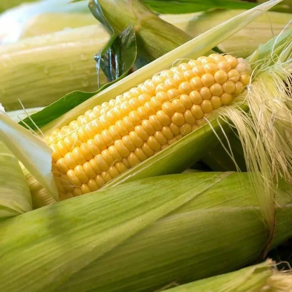 Фото кукурузы. Кукуруза ГСС 3071 f1. Zea Mays кукуруза обыкновенная. Кукурузы (Zea Mays l.) микроскоп. Кукуруза (Маис) — Zea Mays l..