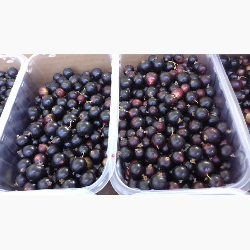 Черная смородина много. Черная смородина свежая. Ящик смородины. Черная смородина в контейнере. Чёрная смородина в таре.