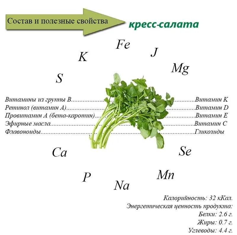 На сколько полезен салат. Строение Кресс салата. Кресс-салат витамины и минералы. Кресс салат витамины. Кресс салат посевной.