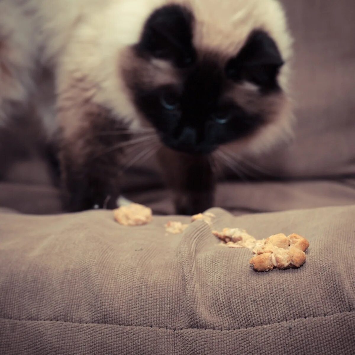 Кошку рвет что дать