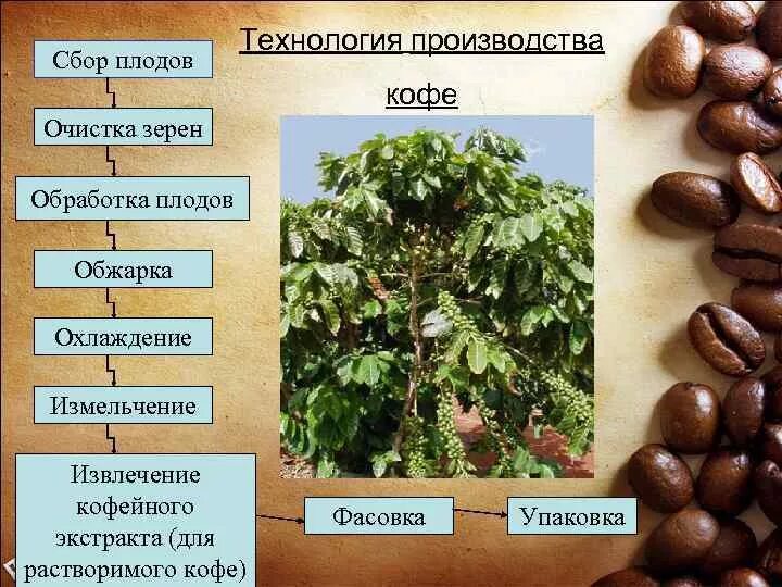 Технологическая схема производства кофе. Технология производства кофе. Схема технологии производства кофе. Схема производства зернового кофе. Как получается кофе