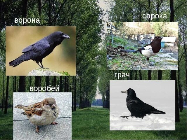 Чем сороки отличаются от ворон. Ворона галка и сорока отличия. ворон ворона сорока галка грач отличия. ворона сорока грач. ворона сорока воробей.