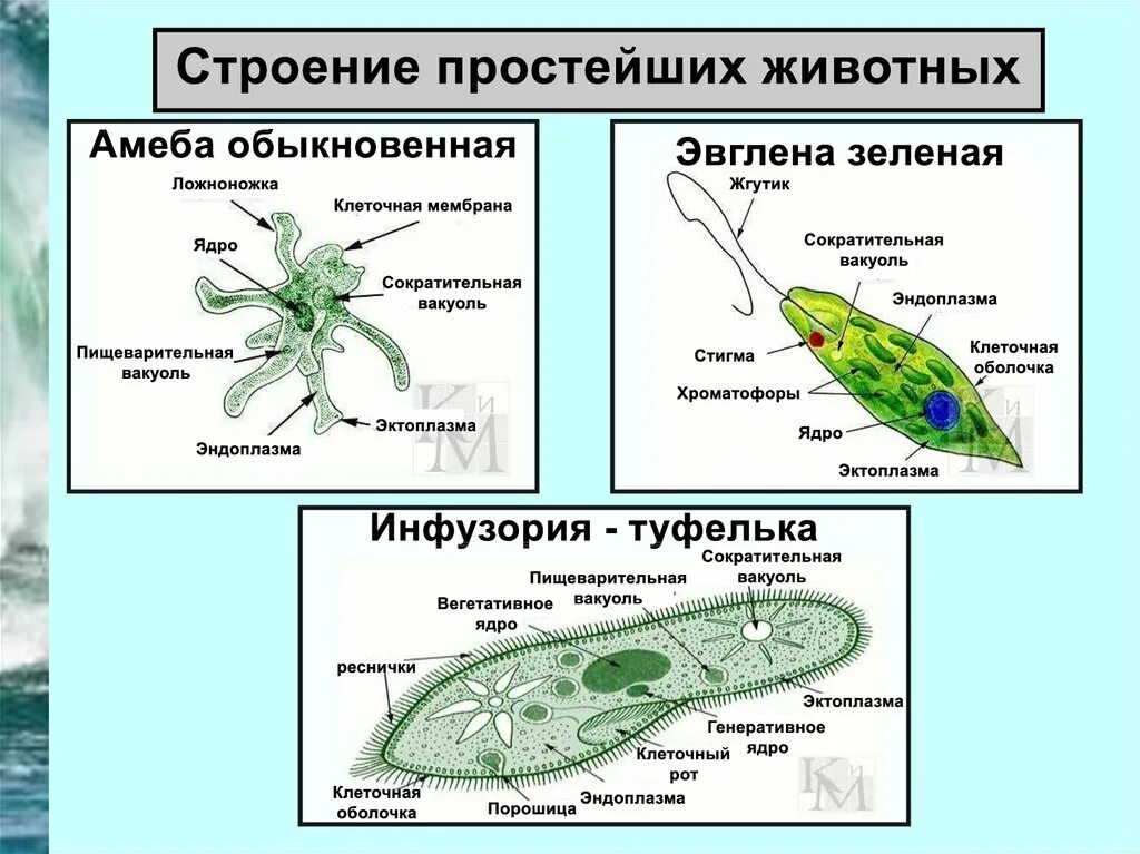 Группы организмов простейшие. Амеба инфузория туфелька эвглена зеленая. Строение простейших животных биология 7 класс. Строение амебы и эвглены зеленой. Строение амебы, эвглены, инфузории..