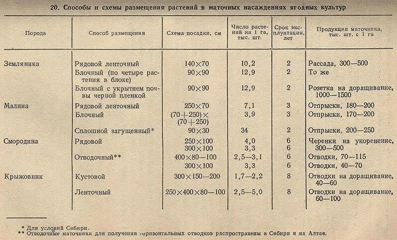Какое расстояние между деревьями. Схема посадки ягодных культур. время посадки деревьев и кустарников. норматив высадки плодово-ягодных деревьев и кустарников. расстояние при посадке плодовых деревьев.