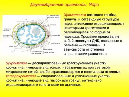 Ядро и органоиды клетки