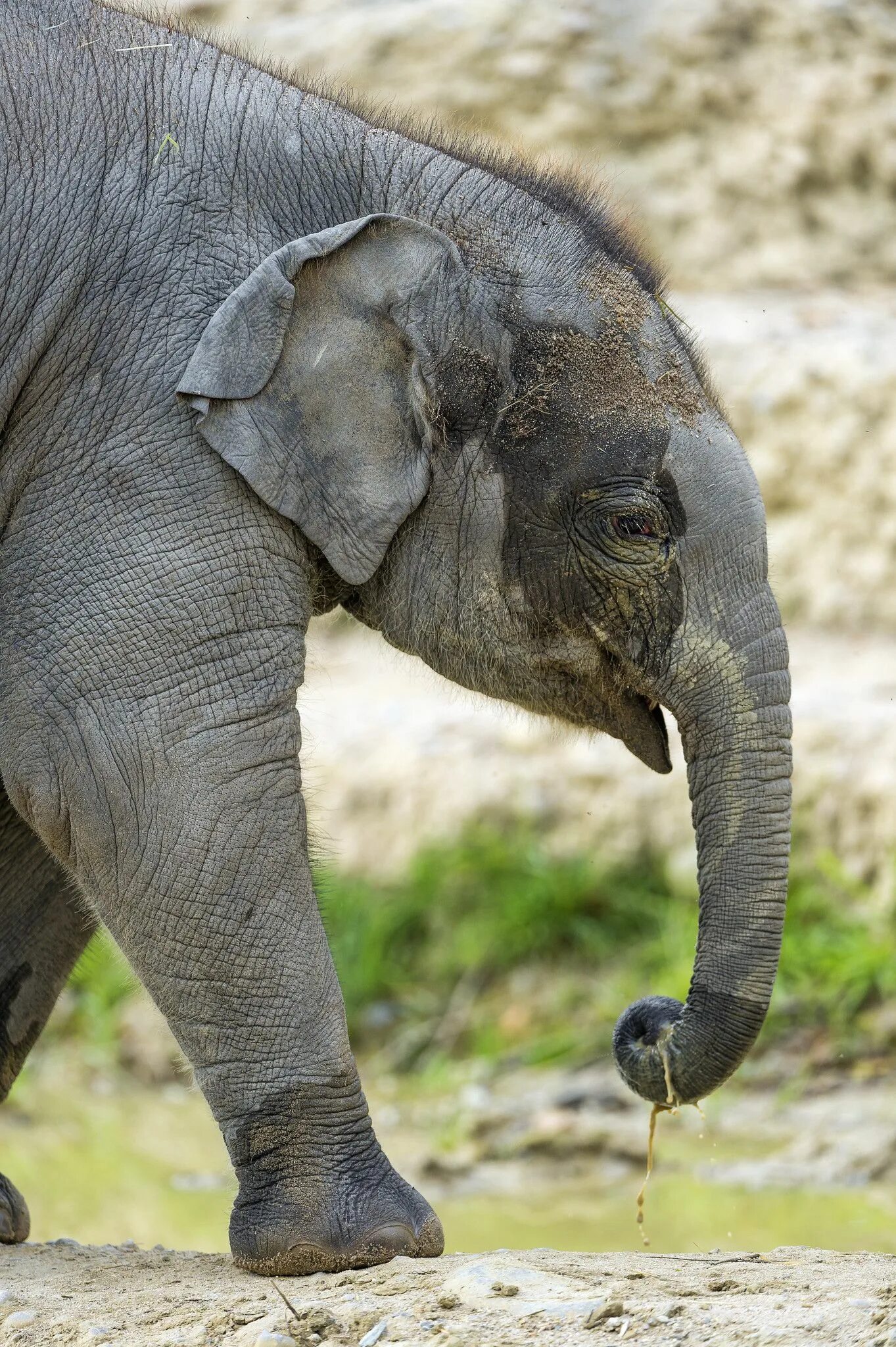 Happy elephant. Индийский слон. Азиатский слон. Слоны фото.