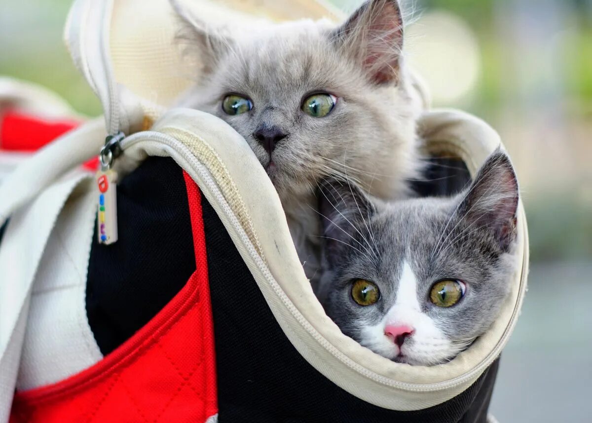 Кот под 2. Сумка коты. котенок в сумке. картинки на рабочий стол котята. обои кошки.