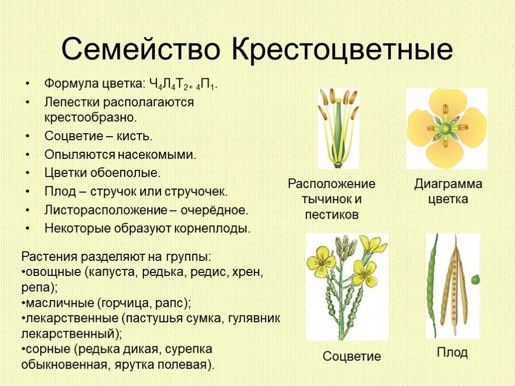 Формула цветка растений семейства розоцветные ответ. Растения семейства крестоцветных. Признаки семейства крестоцветных. Признаки растений семейства крестоцветные. Представители семейства крестоцветные 6 класс биология.