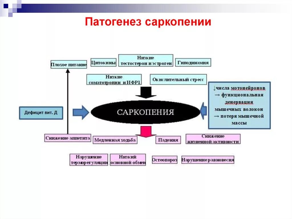 Саркопения это простыми словами. Саркопения механизмы развития. Саркопения патогенез. Саркопения клинические рекомендации. Диагностические критерии саркопении.