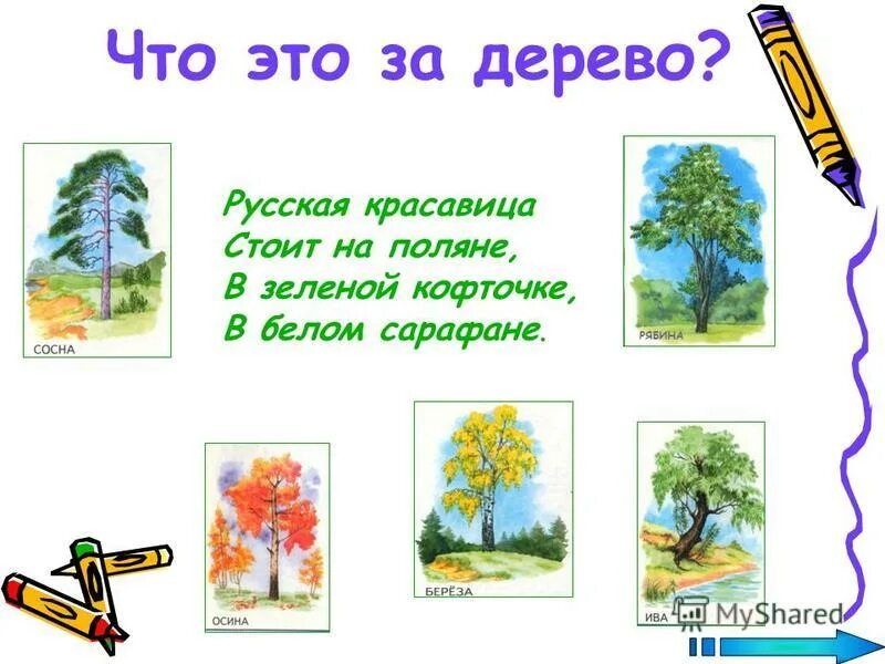Дерево стоит а лист дрожит ответ. Загадки про окружающий мир. никто ее не пугает а вся дрожит. отгадай загадки белом сарафане. в белом сарафане встала на поляне.