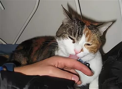Кошка облизывает и кусает. Кошки облизывают друг дуга. почему котёнок облизывает хозяина. почему кошка облизывает хозяина.