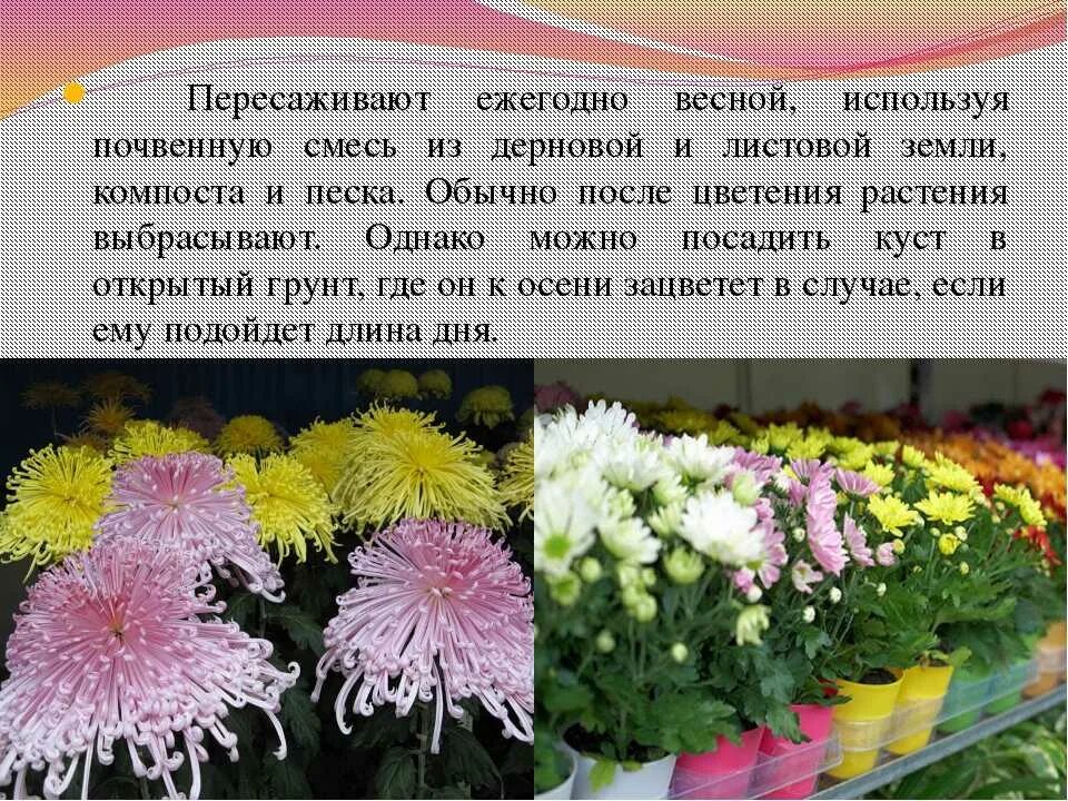 Как посадить хризантему. Пересадить хризантему. хризантемы в горшках как ухаживать в открытом грунте весной. посадка хризантем весной в открытый грунт. этапы выращивания хризантемы.