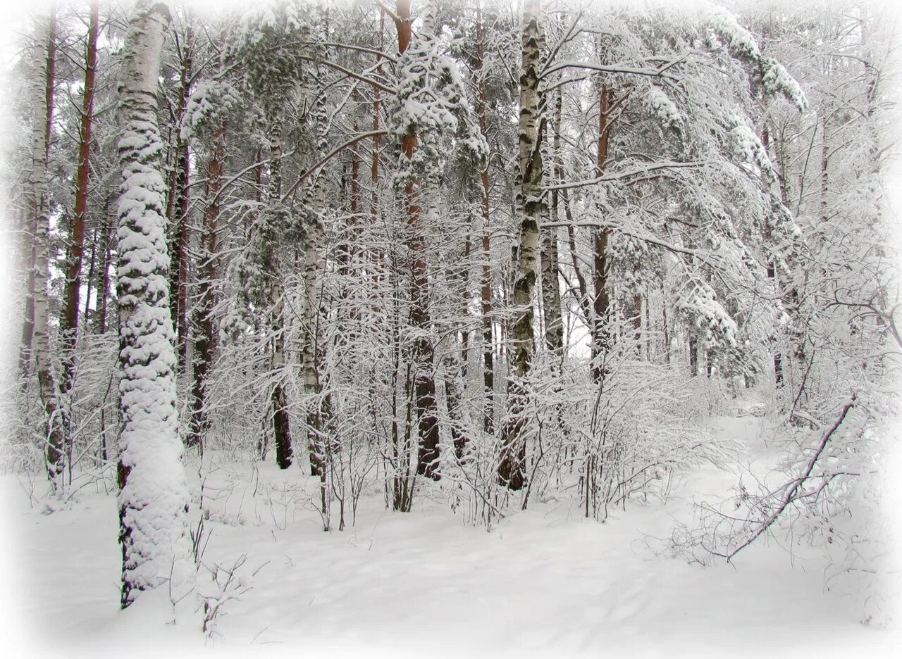 Тютчев лес. Чародейкою зимою околдован лес. Околдованный зимний лес. Тютчев зимний лес. Солнце зимнее ли мещет.