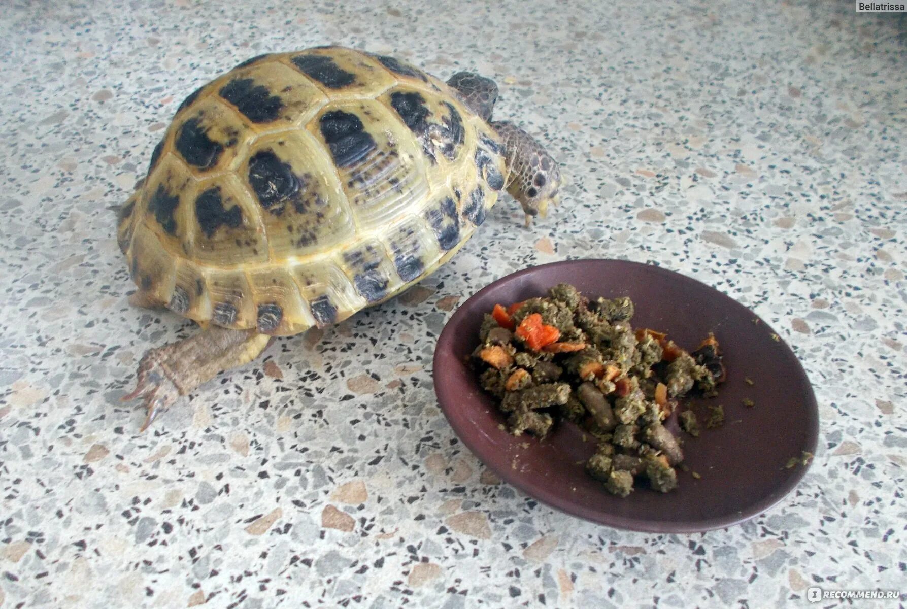 Корм для красноухой черепахи. Сухопутная черепаха. Черепахи домашние Сухопутные. Корм для сухопутной черепахи. Чем кормить черепаху в домашних условиях сухопутную