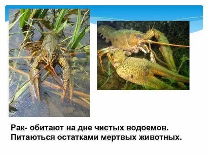 Рак среда обитания