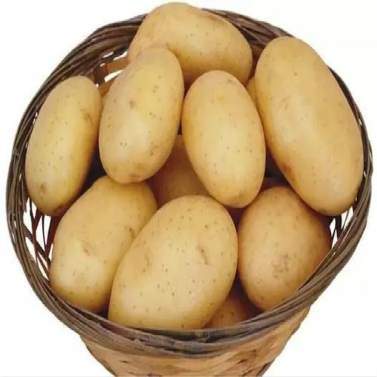 Картошка свежий урожай. Картофель фелокс. картошка фелокс. длинная импортная картошка.