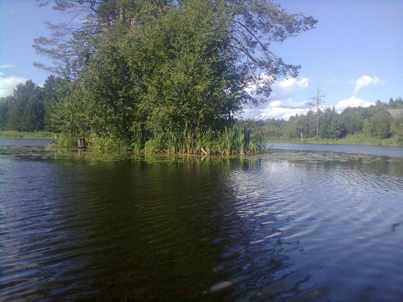 деревня воробьёвица костромская область. село воробьевица костромская область. костромская область вохомский район п воробьевица. река вохма. воробьевица костромской.