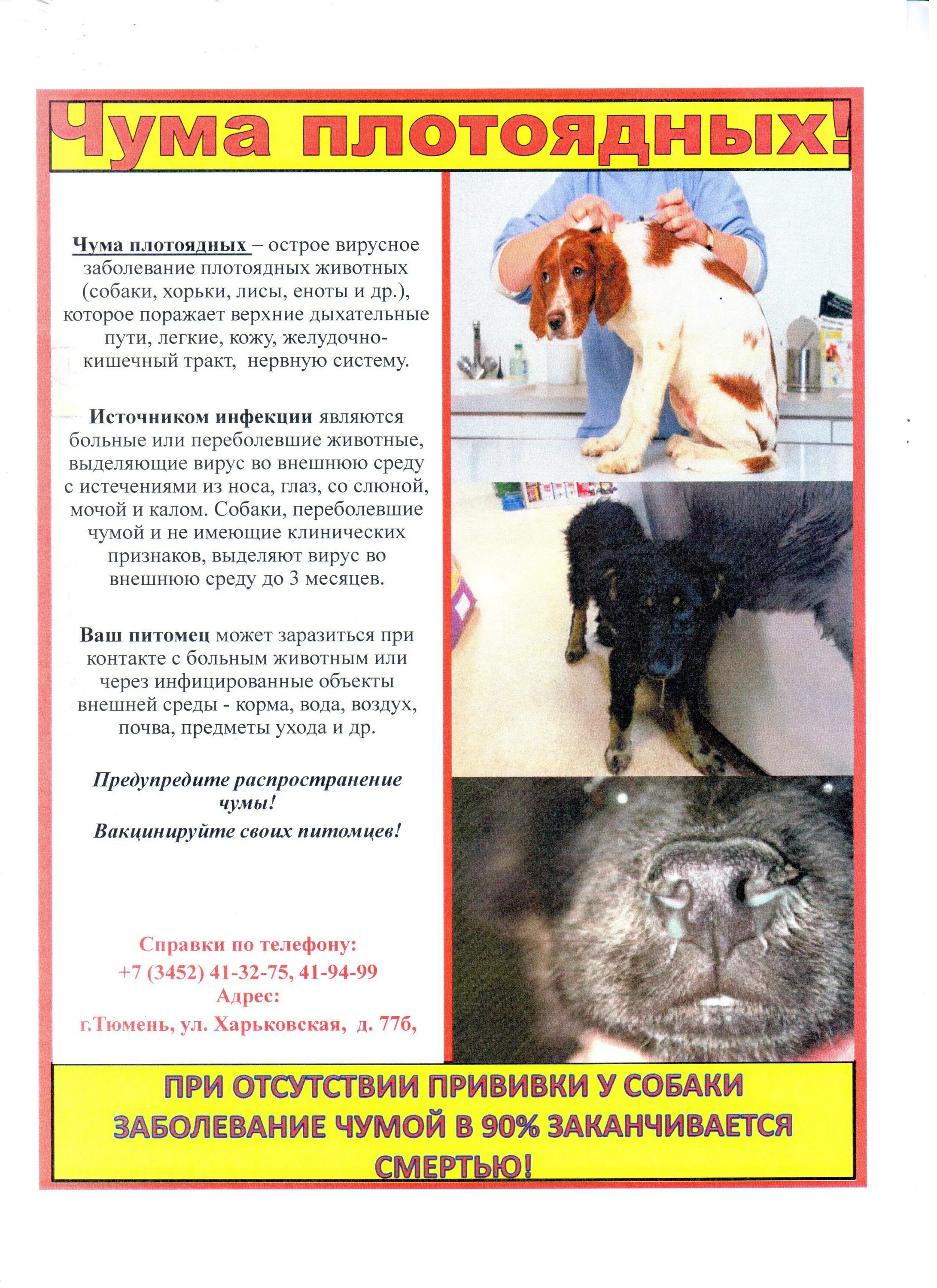 Чума у животных. Чума плотоядных у собак ветеринария. симптомы чумы плотоядных у собаки. чума плотоядных симптомы.