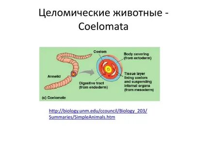 4 трехслойные животные