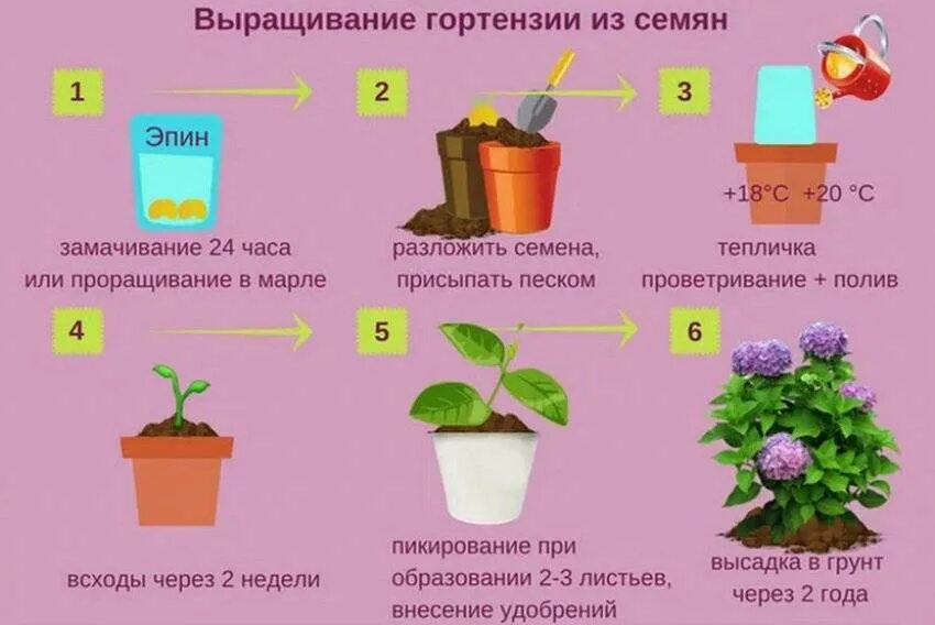 Когда можно сажать растения. Семена гортензии метельчатой. Черенкование гортензии крупнолистной.