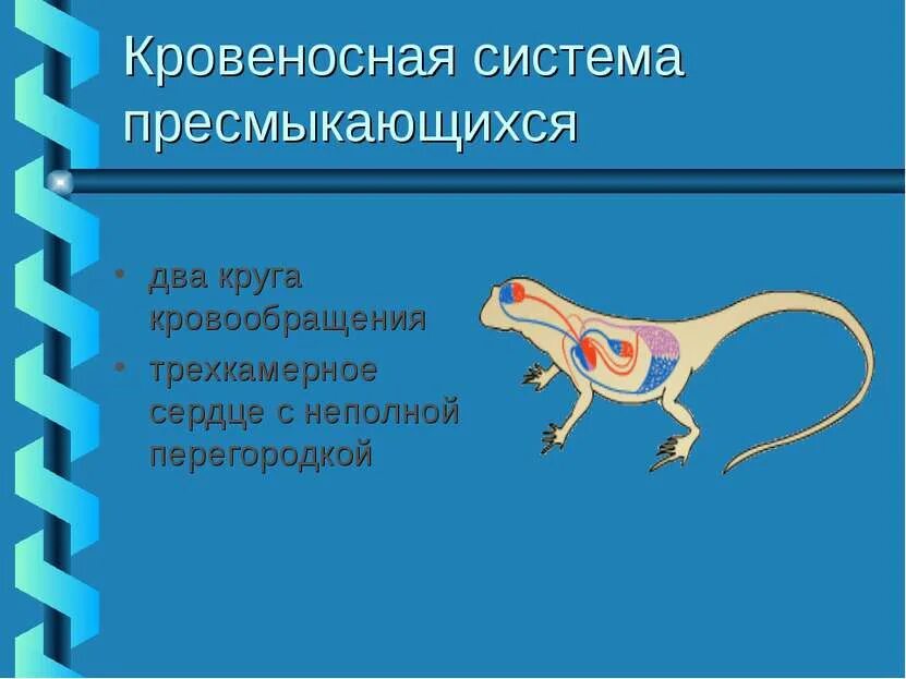 У ящерицы трехкамерное сердце. Пресмыкающиеся система кровообращения. Кровеносная система пресмыкающихся. Кровеносная система рептилий. Два круга кровообращения у пресмыкающихся.