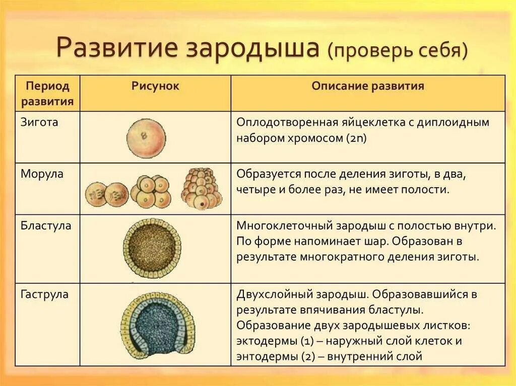 3 признаки зиготы. Стадии развития зародыша дробление бластула. Бластула это стадия развития зародыша. Морула бластула. Эмбриогенез гаструла бластула.