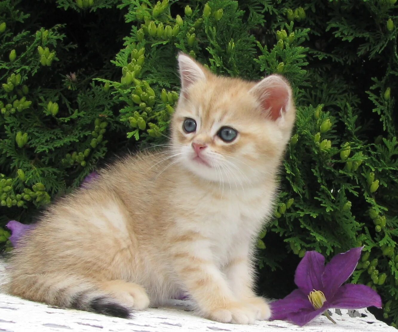 Окрас золотая. Британская окрас золотая тикированная шиншилла. Британская золотая шиншилла. Британская короткошёрстная золотая тикированная шиншилла. Окрас золотая.