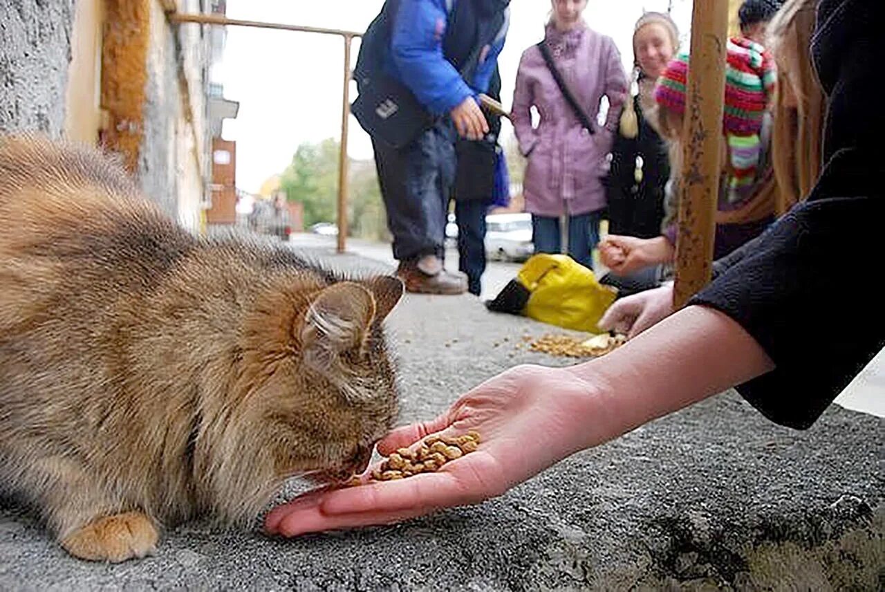 В добрые руки бездомных. Кормление бездомных кошек. подкармливать бездомных животных. человек кормит животных. человек кормит кошку.