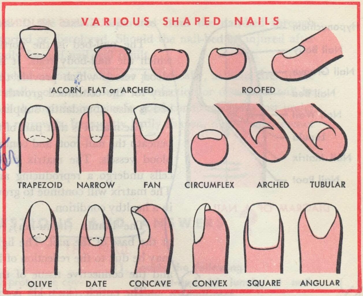 О чем говорит форма ногтей. Формы ногтей. Форма ногтевой пластины и маникюр. Форма ногтей для маникюра. Формы ногтей схема.