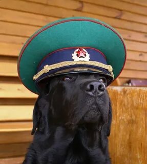 Генеральская собака хамелеон