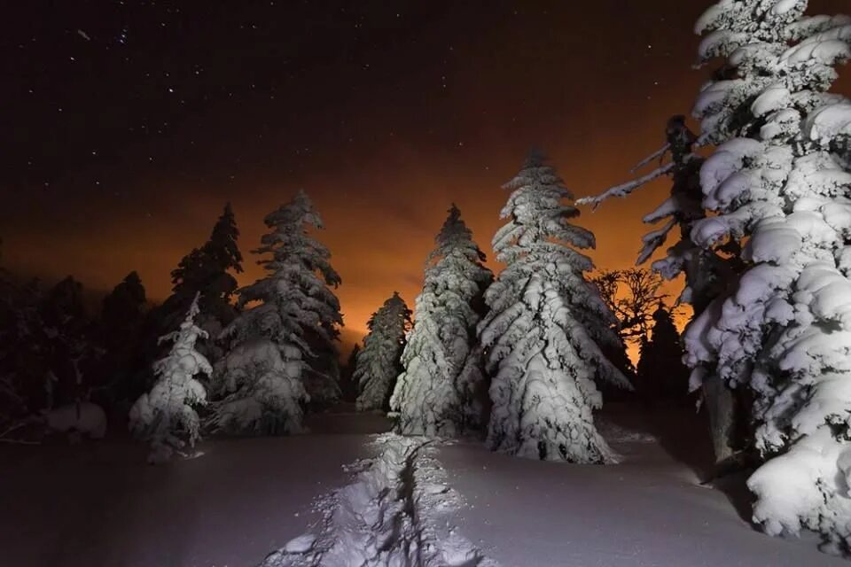Ночная зимняя тайга. Зимняя тайга. зимний лес ночью. тайга зимой ночью. лес зимой ночью.