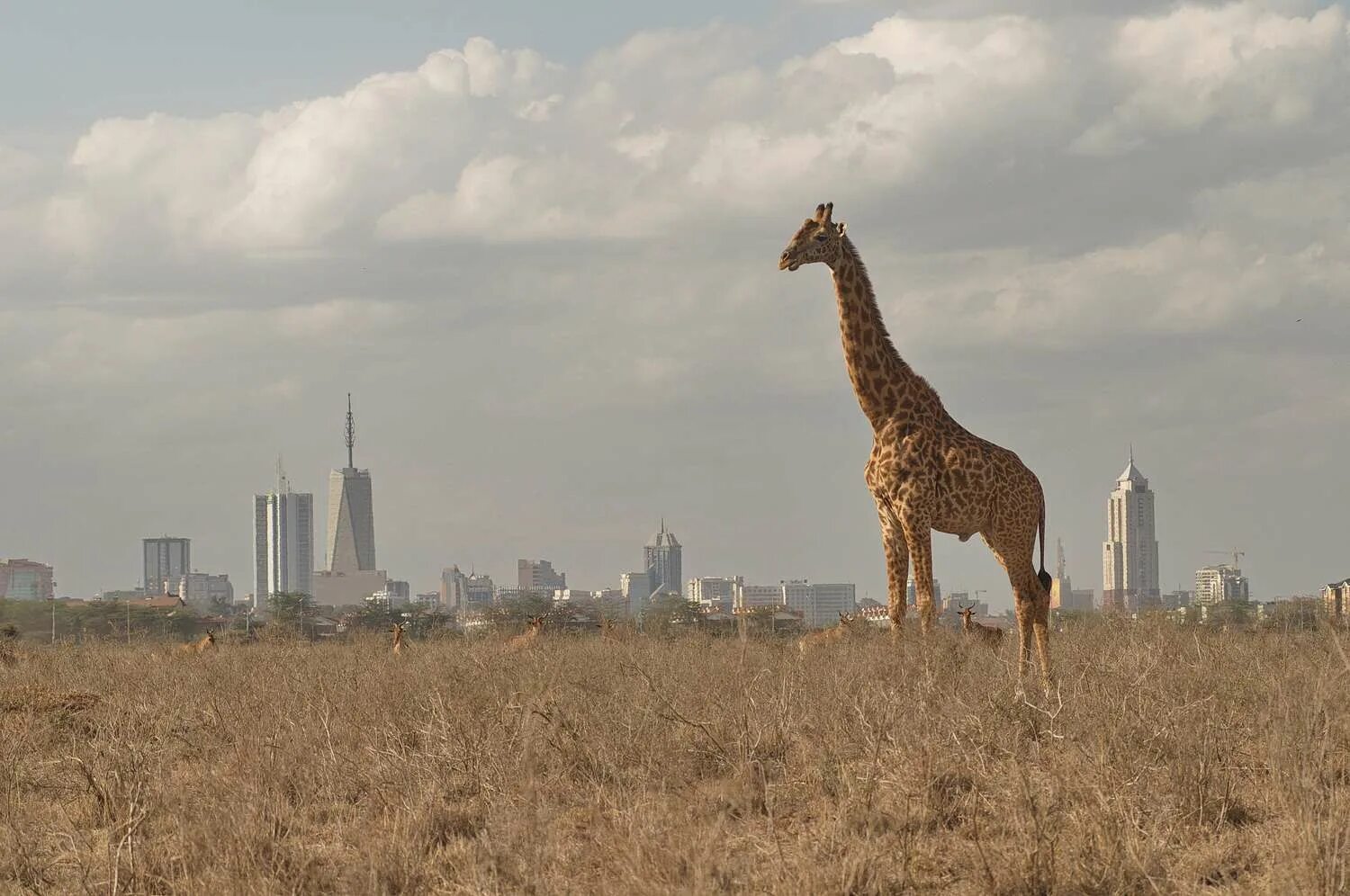 Найроби (столица Кении). Национальный парк Найроби. Национальный парк Найроби в Африке. Кения парк Найроби. Африканская столица 5