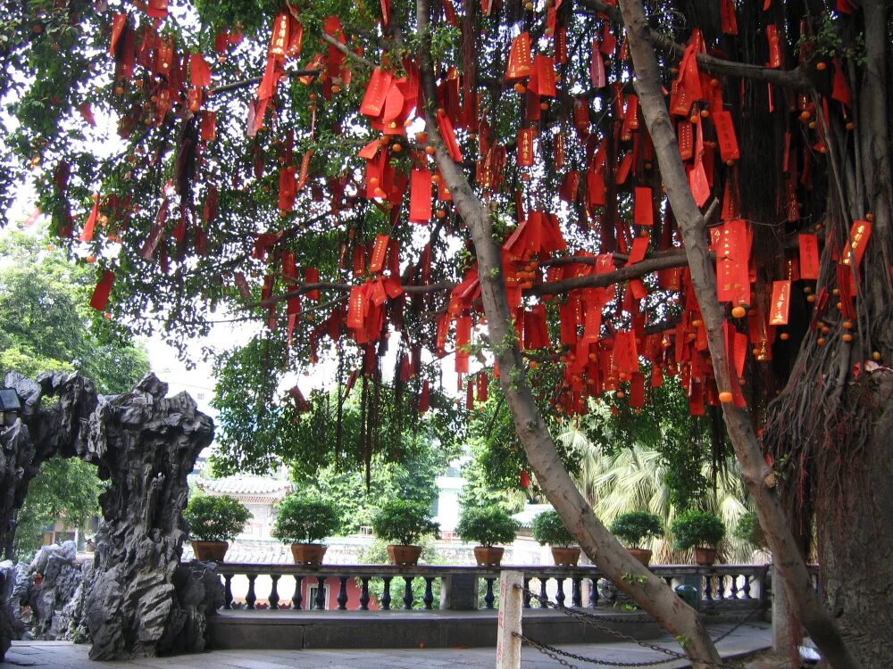 Священное дерево. Священное дерево в Индии. Деревья в Китае. Священное дерево в Китае. Культовые деревья