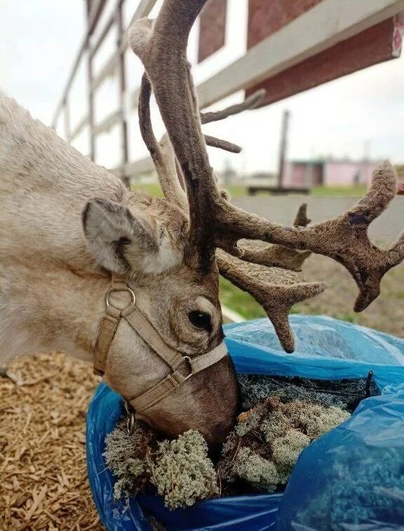 олени соль. животные национального парка таганай златоуст. лось с бутылкой. лось питается. олени соль.
