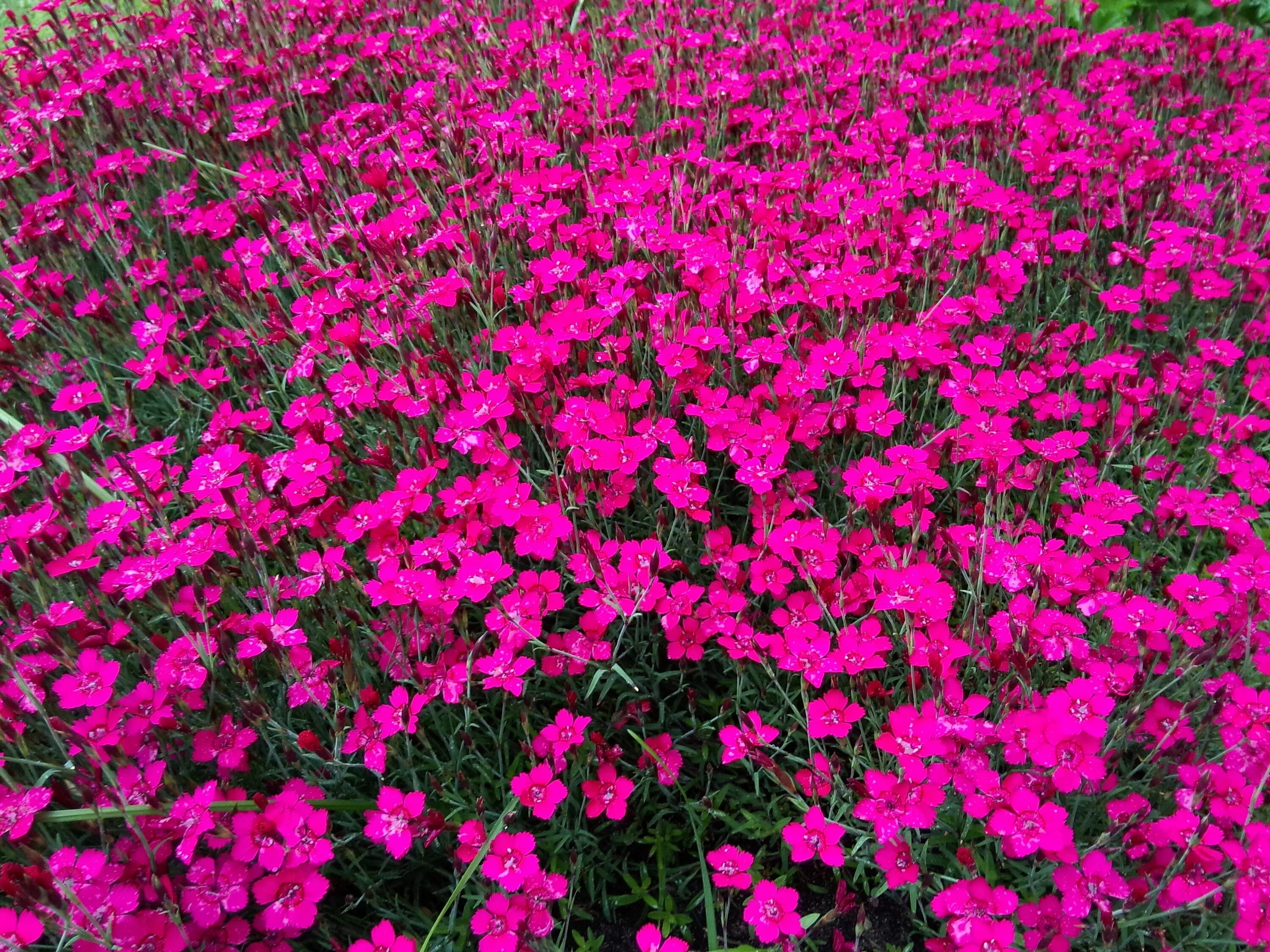 Гвоздика травянка посадка и уход. Гвоздика травянка (Dianthus deltoides). Dianthus Maiden цветок. Dianthus pratensis.