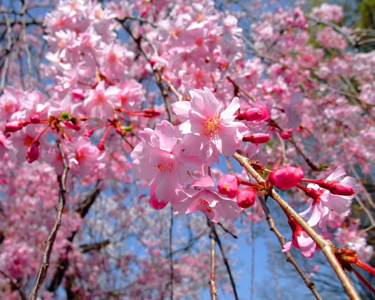Дерево весной название цветет. Цветущие деревья. Цветущие деревья в апреле.