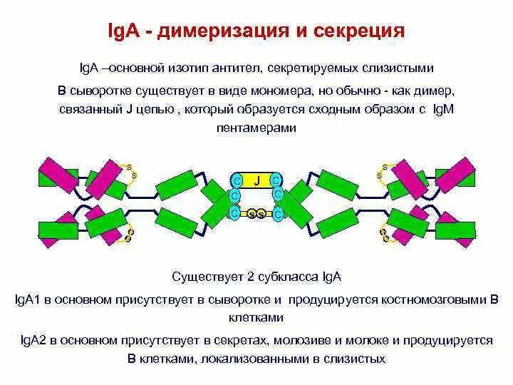 Димеризация. Секреция iga. Структура ig. Изотип антител. Ig a функции.