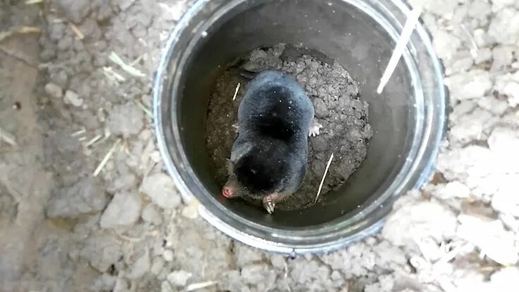 На что ловить крота Как избавиться от кротов на участке самый эффективный метод Обзор