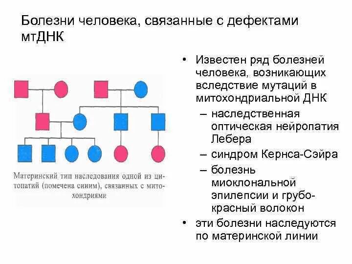Синдром лебера тип наследования. Наследственная моторно-сенсорная нейропатия. митохондриальный тип наследования. наследственная оптическая нейропатия лебера.