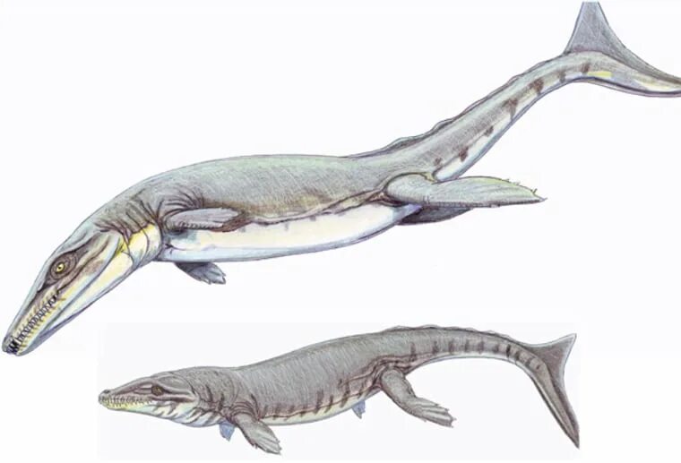 Дакозавр. Дакозавр (dakosaurus). дакозавр морской крокодил. метриоринх динозавр. талаттозухии.