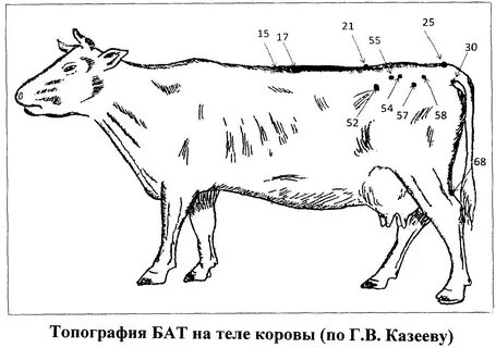 Матка коровы