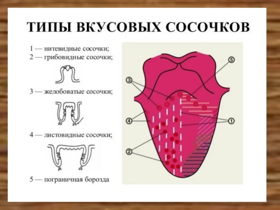 Тип языка задания. Вкусовые рецепторы на языке человека расположены. вкусовые рецепторы содержат сосочки языка:. язык человека строение рецепторы. вкусовые рецепторы расположение сосочков.