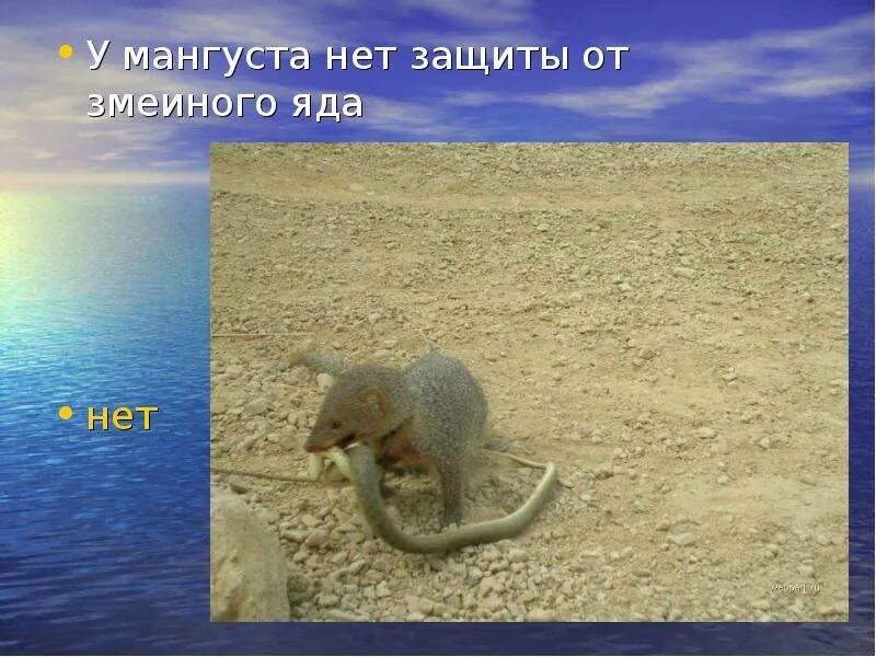 Нет защиты от чего. Нет защиты. мангуст не чувствуют яд.
