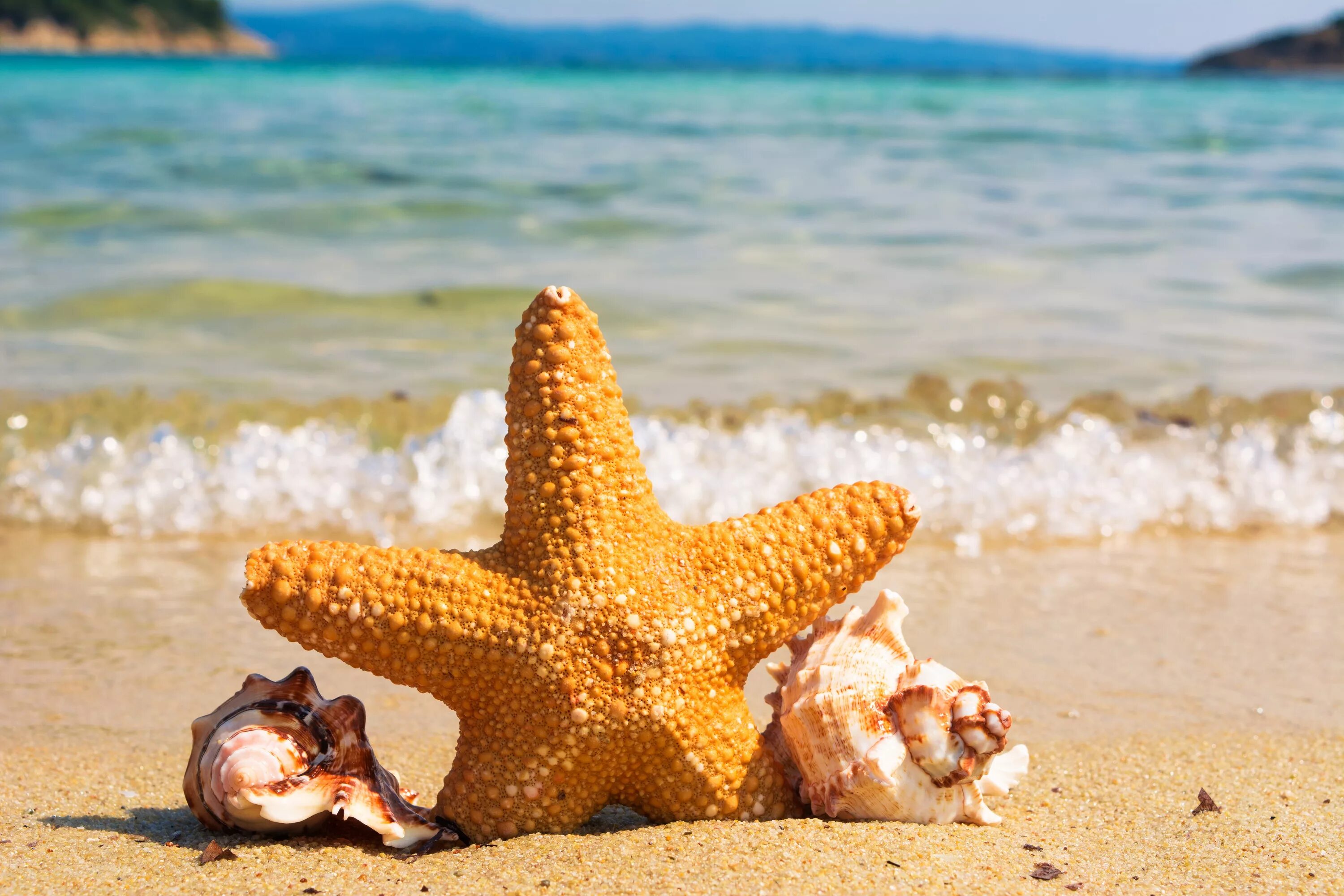 Морская звезда. Лето море. Морская звезда в море. Морская звезда на пляже.