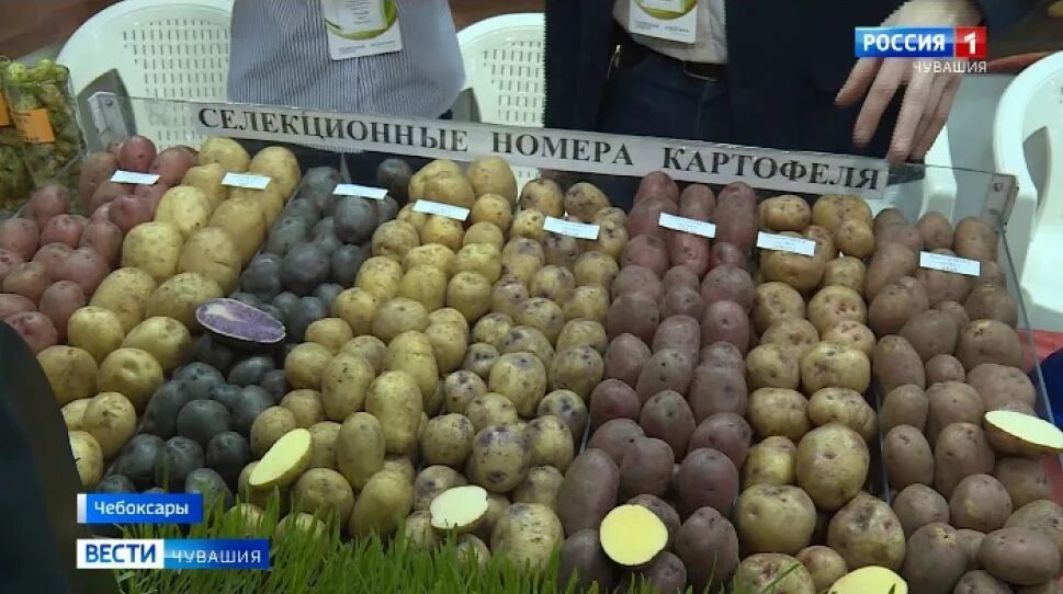 Картофель чувашия. Выставка сорта картофеля чебоксары. картофельные выставки чувашии. выставка семян картофеля чебоксары. выставка чувашский картофель.
