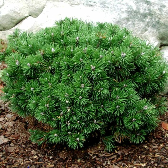 Сосна Сосна горная Мопс (Pinus mugo Mops) С15 30-40 см купить по цене 14 138 руб