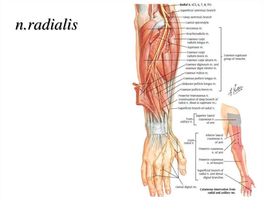 Топографическая анатомия предплечья. Nervus radialis. нерв radialis. n radialis анатомия. проекция n radialis.