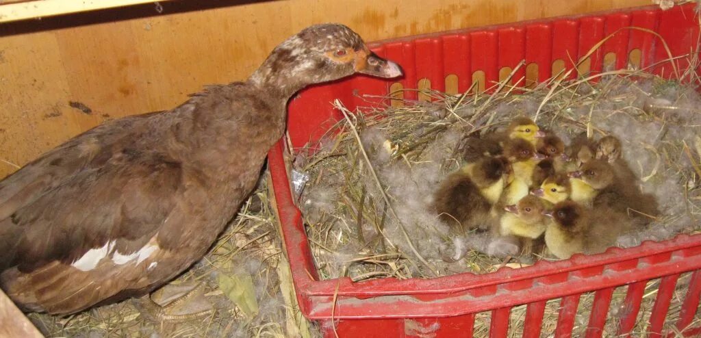 Индоутки муларды. Утки шипуны. Индоутка мускусная. Мускусная индоутка высиживает яйца. Насест для индоутки.